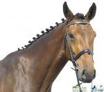 Holsteiner Verkaufspferde - Horse for Sale